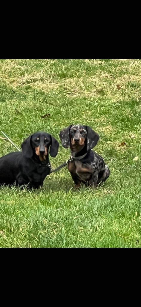 Female dapple daschund