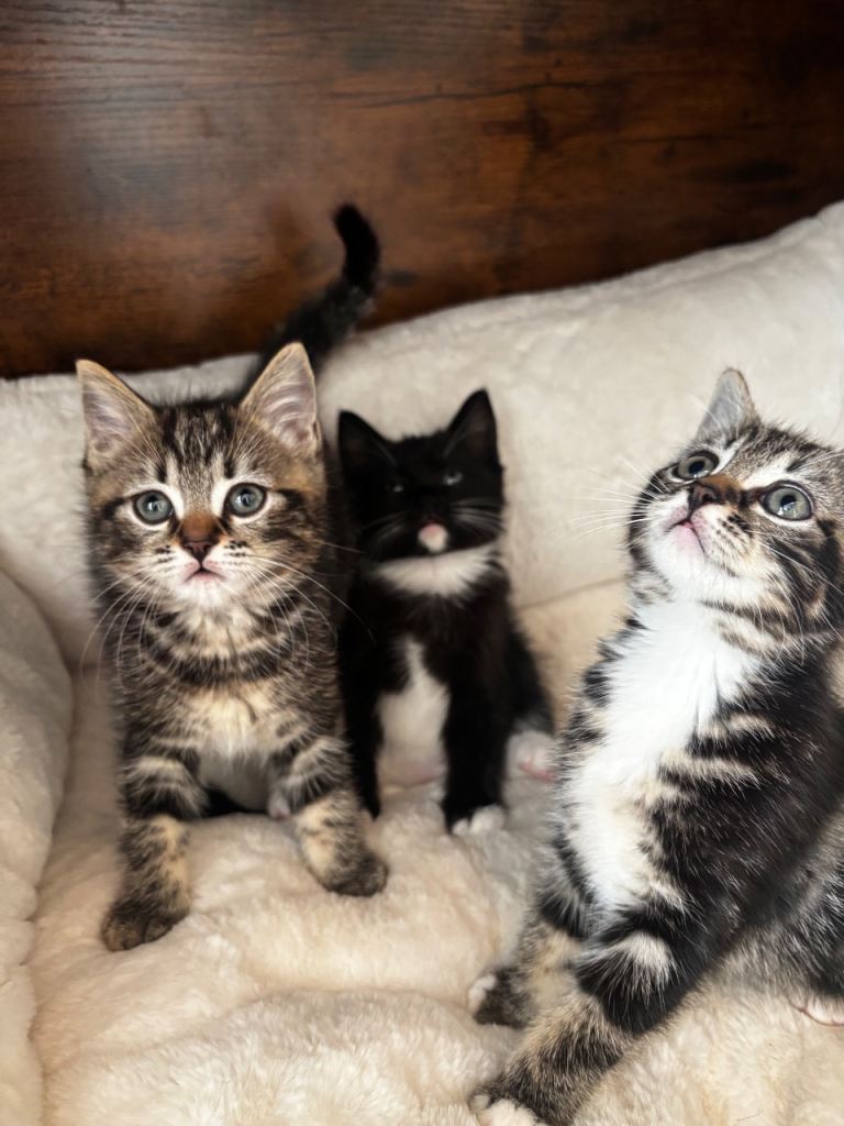 3 female kittens ragdoll x 