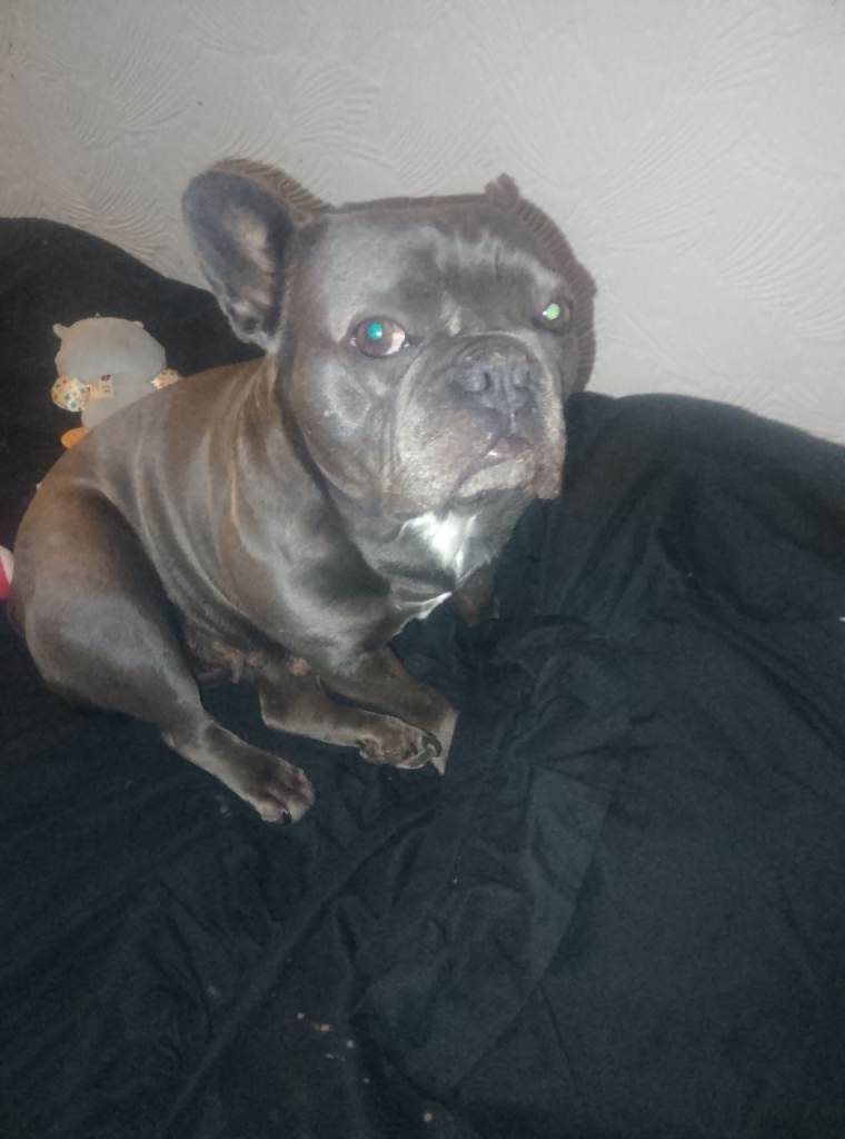 Grey French girl bulldog for sale