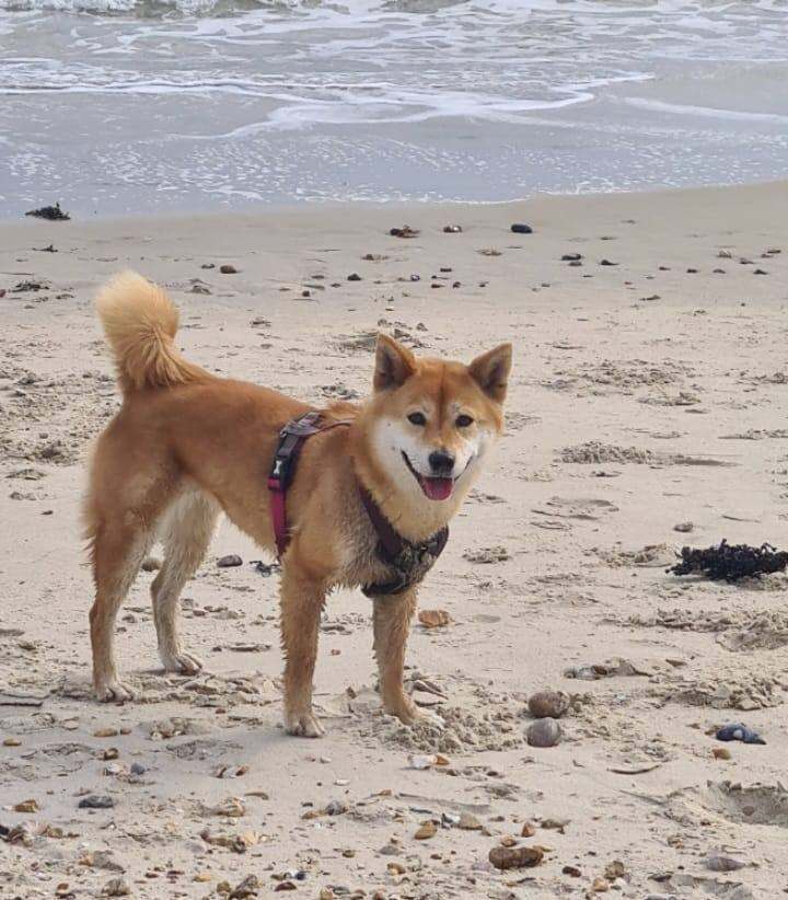 Shiba inu - Beautiful 4-Year-Old female 