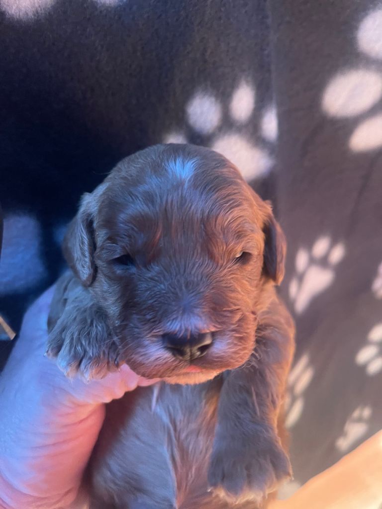 Cockapoo health clear KC parents