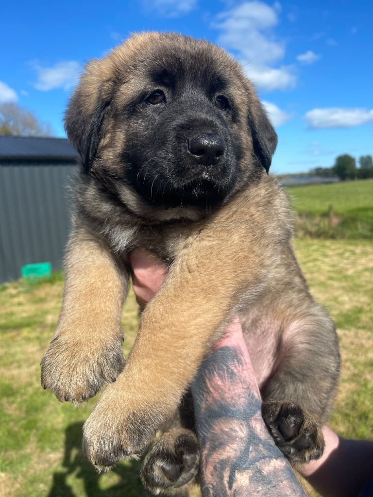 Excellent strong pups available 