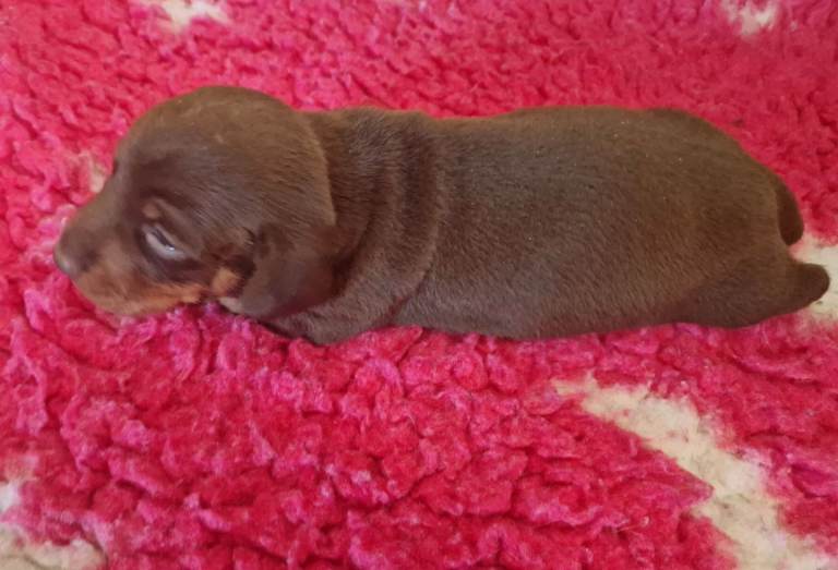 Miniature Dachshund 