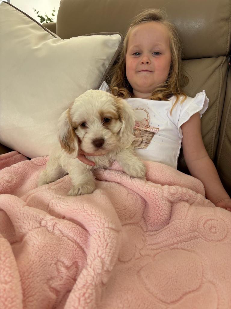 Cockapoo  Puppies for sale 