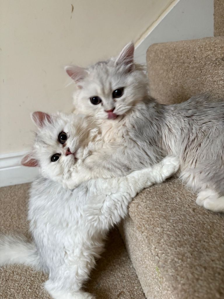 Beautiful Chinchilla Persian Kittens – Boy & Girl