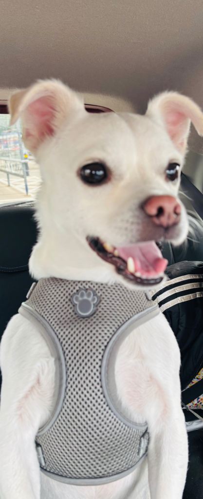 Chihuahua x bichon 