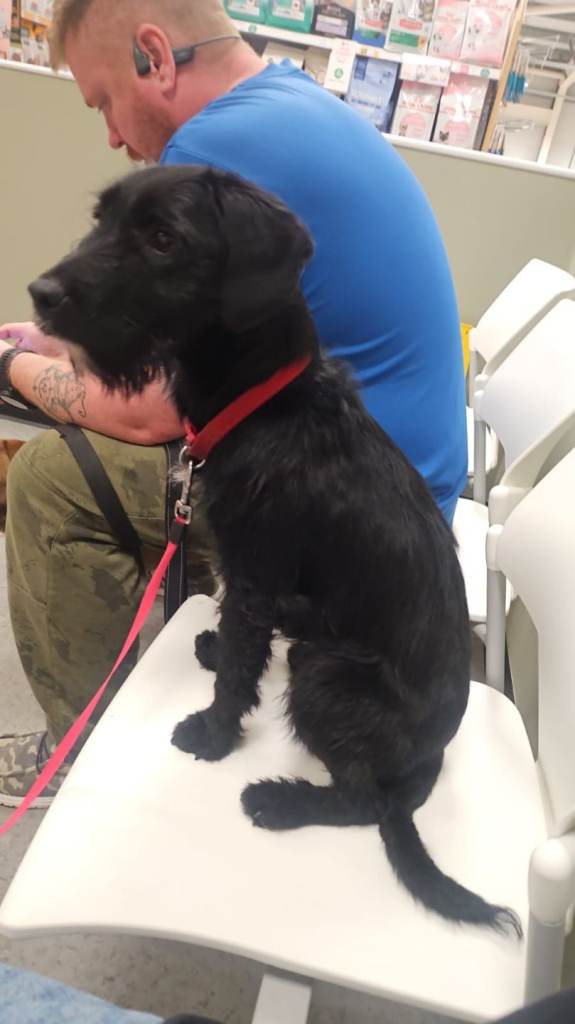 Jack Russell x Springer Spaniel