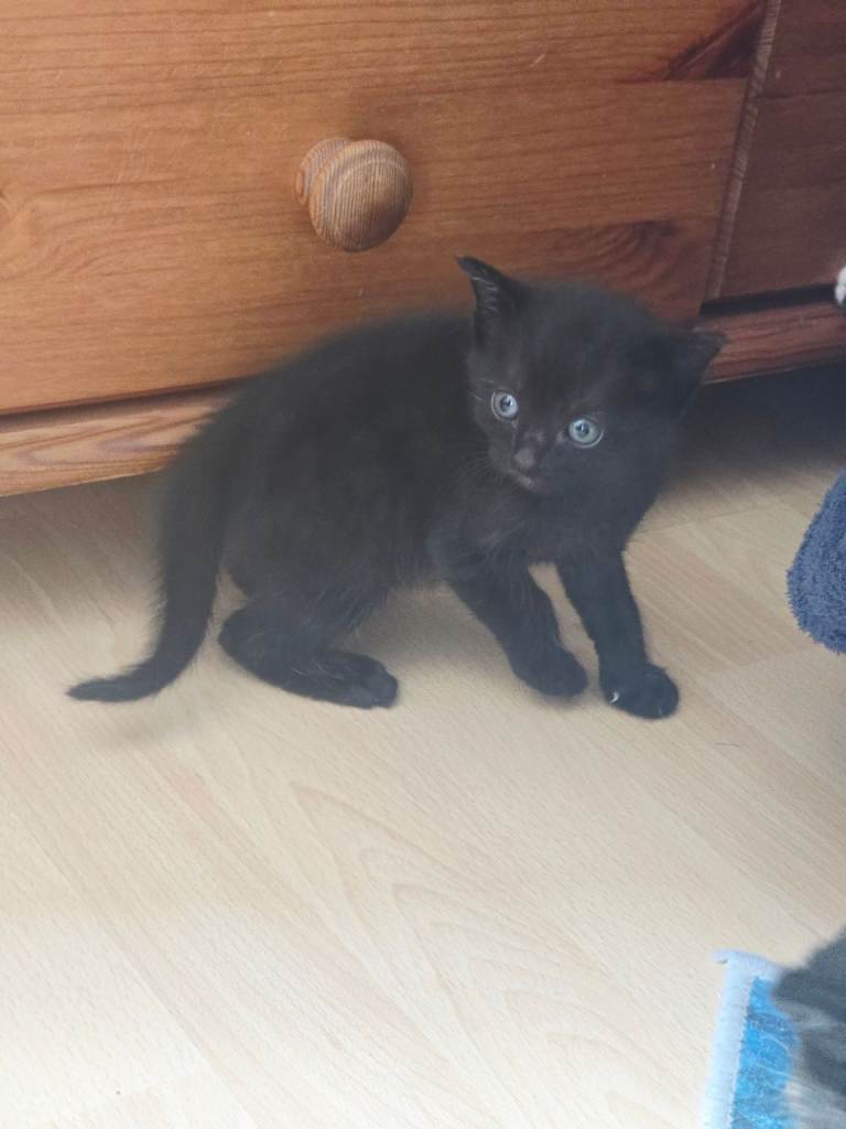 Kittens 