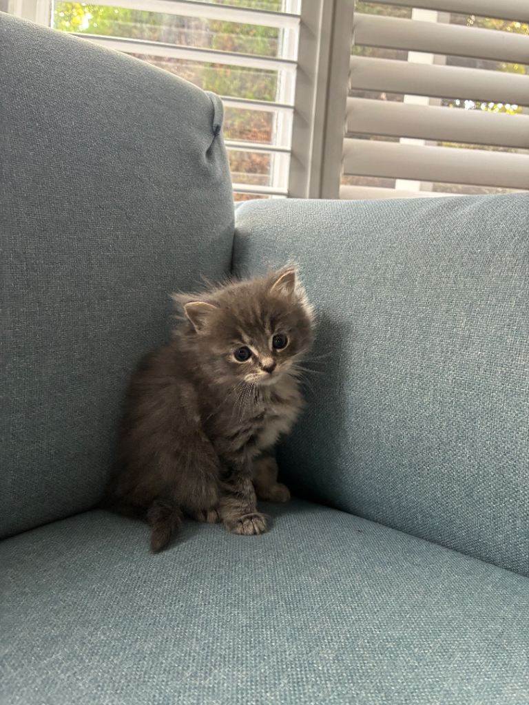 Beautiful Ragdoll kittens for sale!
