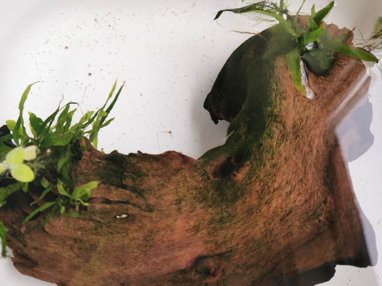 Driftwood with java fern