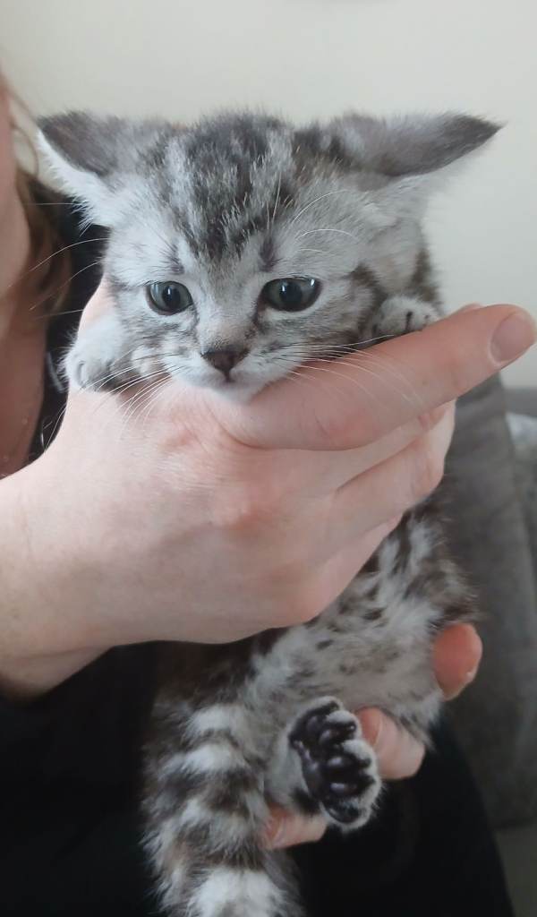 British shorthair silver tabby polydactly kitten ready
