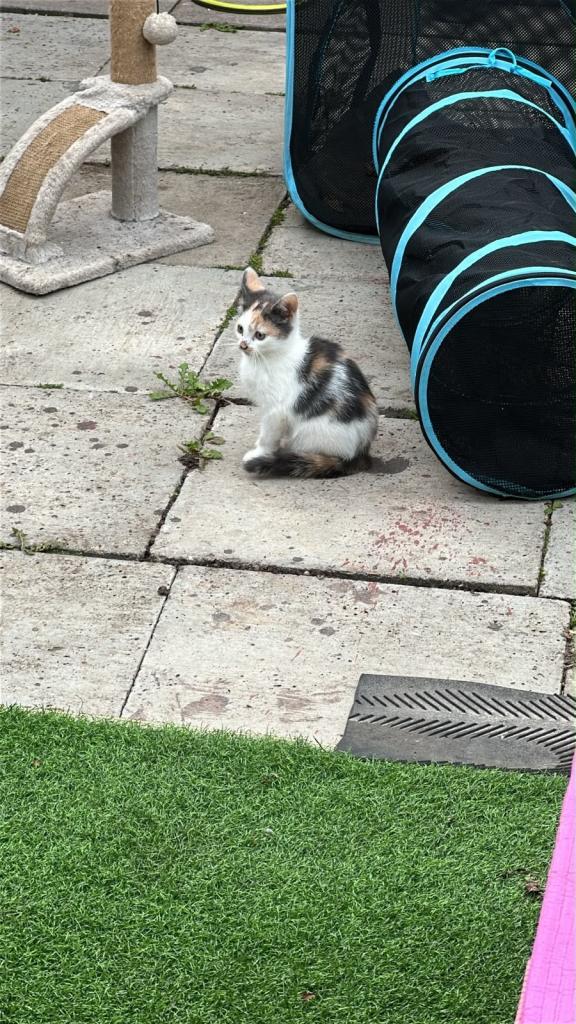 3 kittens 