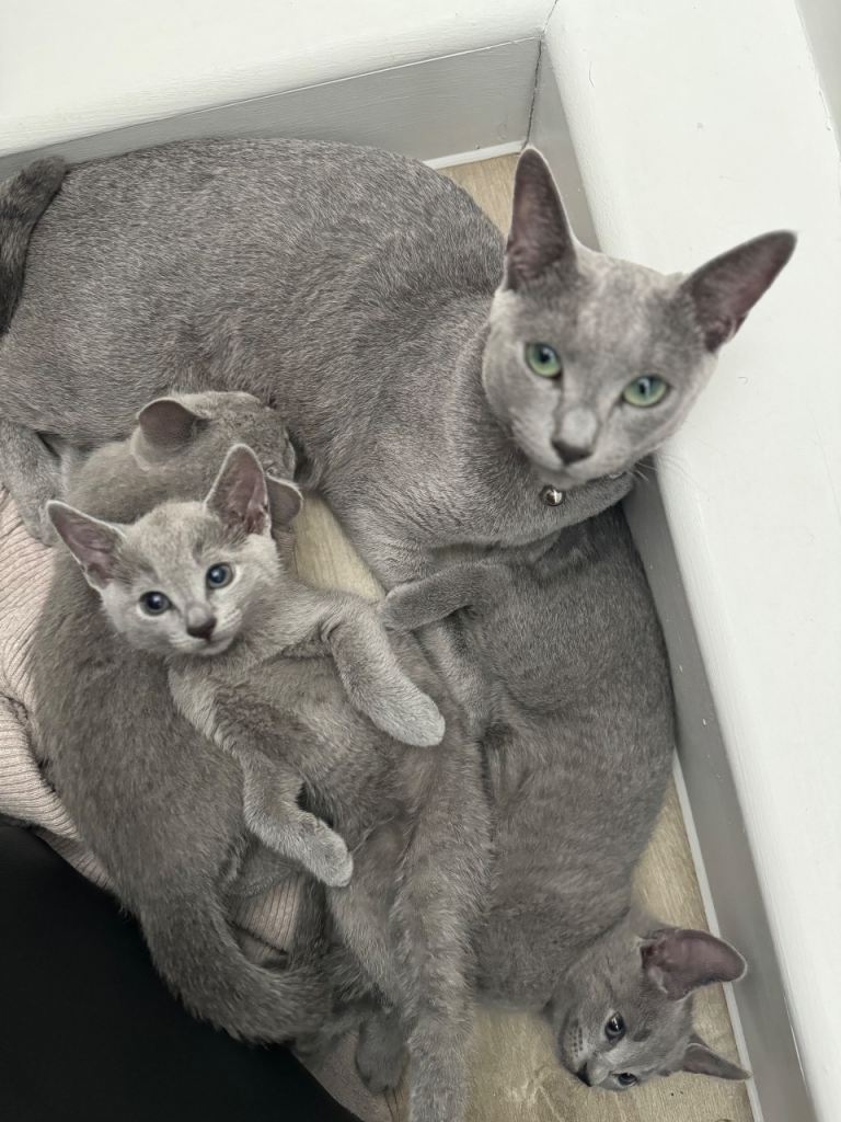 ✨ Beautiful Pedigree Russian Blue Kittens ✨