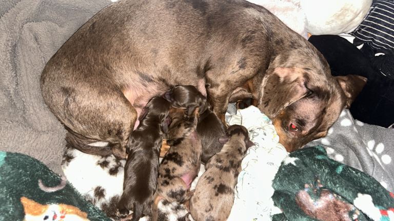 Dachshund puppies 🐶🐾