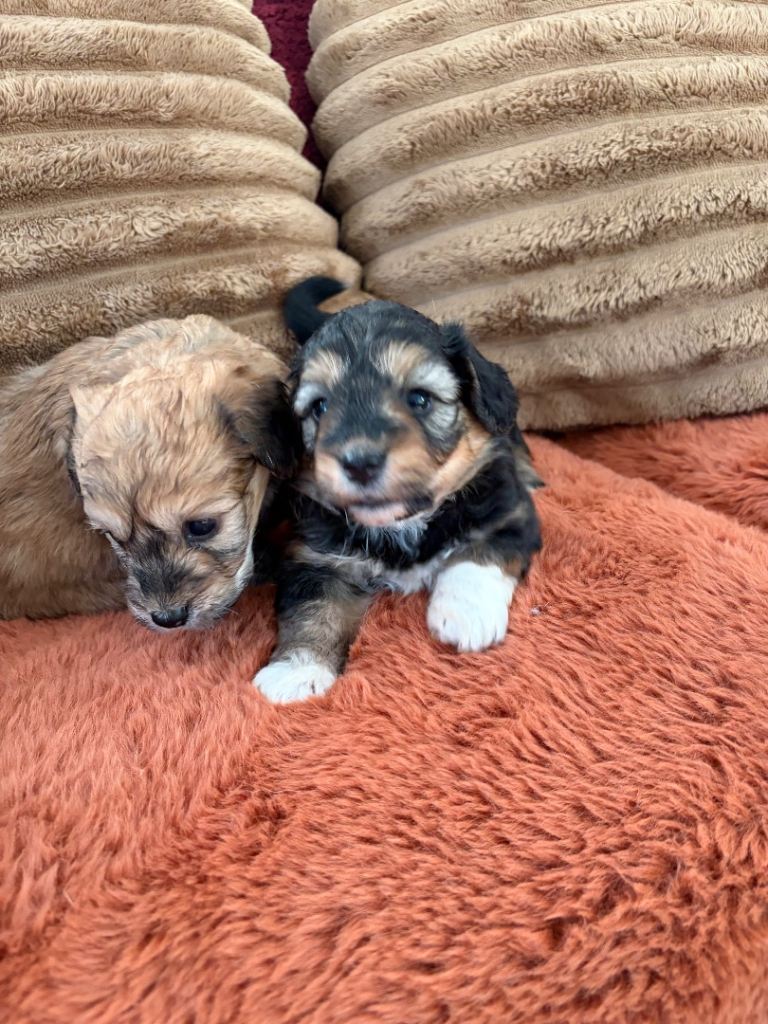 Beautiful corgie poodle puppies