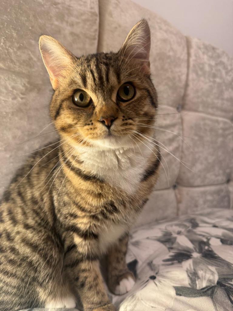 BSH+Tabby breed kitten 