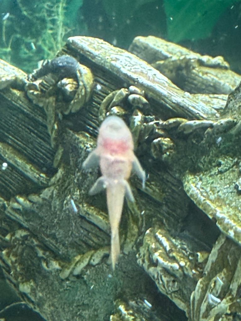 Baby bristle nose Plex