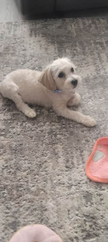 11 week femaile maltipoo 
