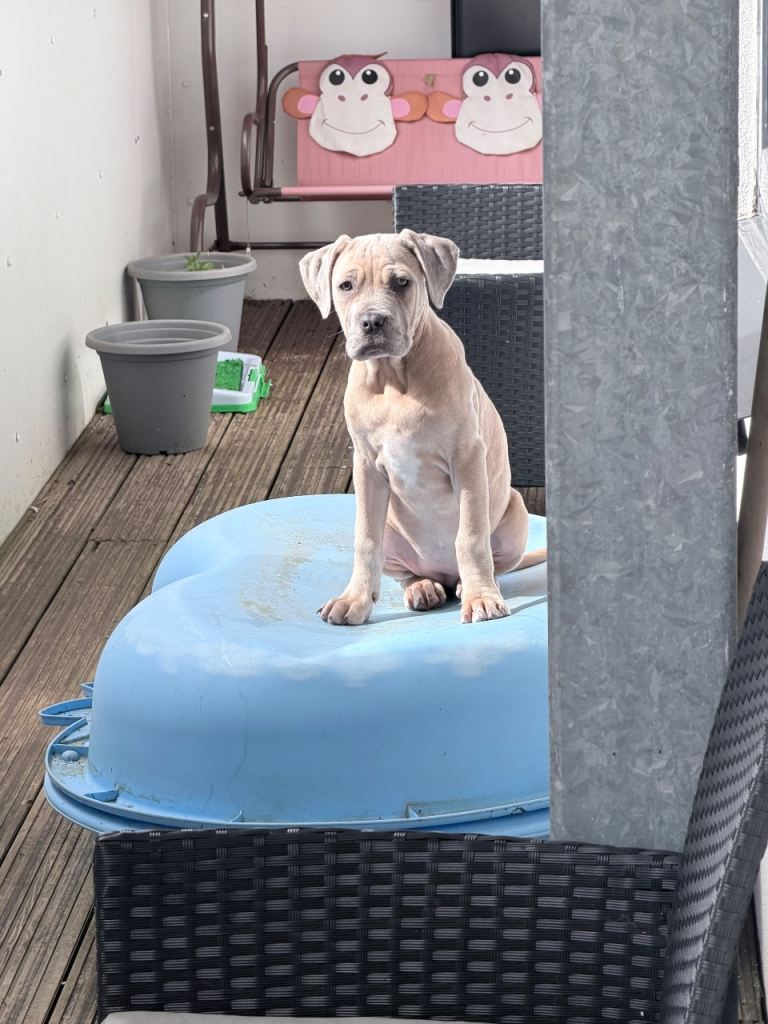 Neapolitan mastiff cross cane Corso