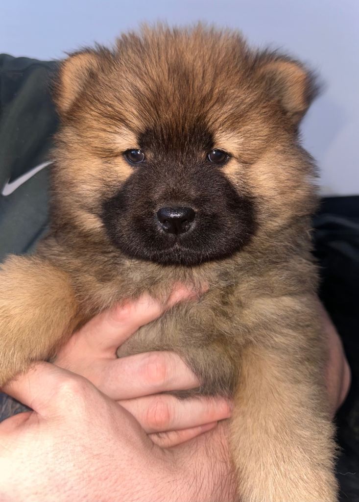Beautiful Chow Chow Puppies – Loving Family Homes Wanted