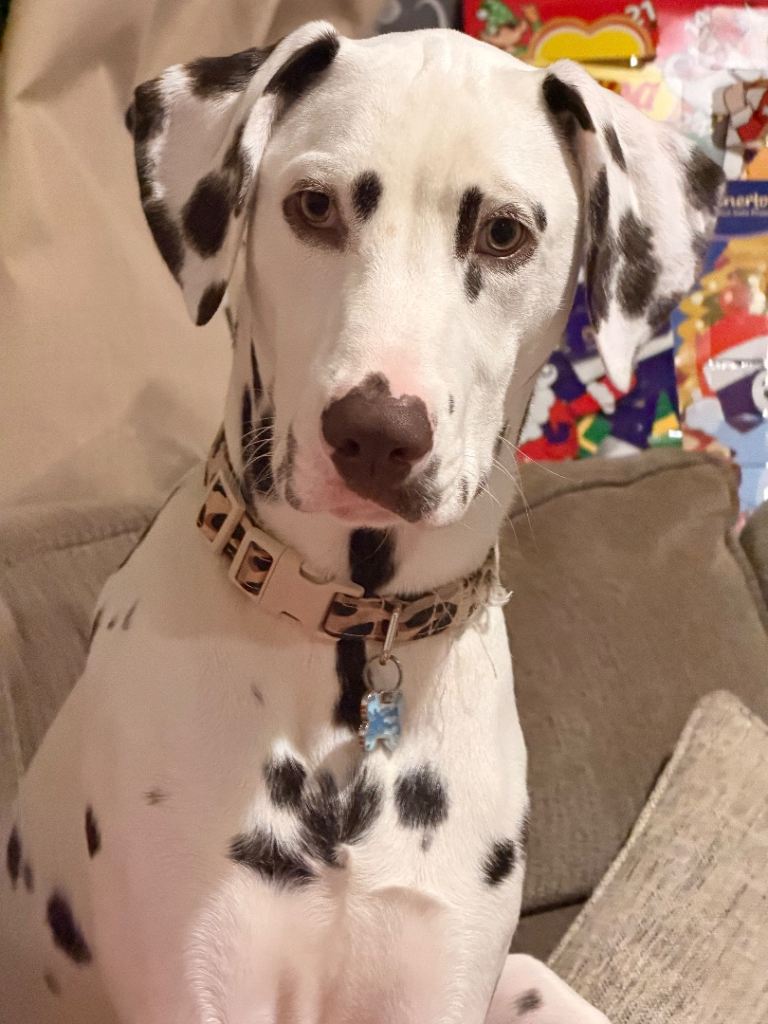 7 month old Dalmatian 