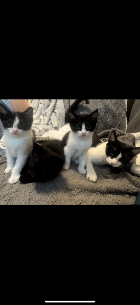 ALL REHOMED NONE LEFT Kittens for Rehoming – Mum can be seen