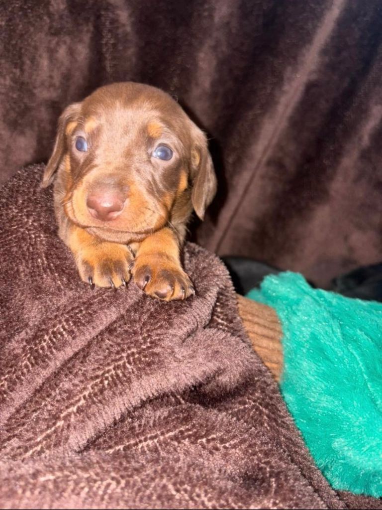 Dachshund puppies 