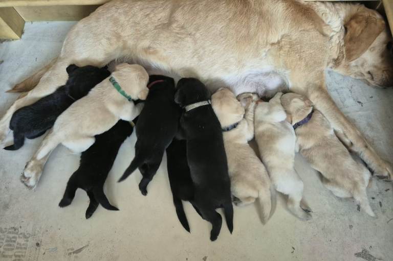 Gorgeous KC registered Labrador puppies 