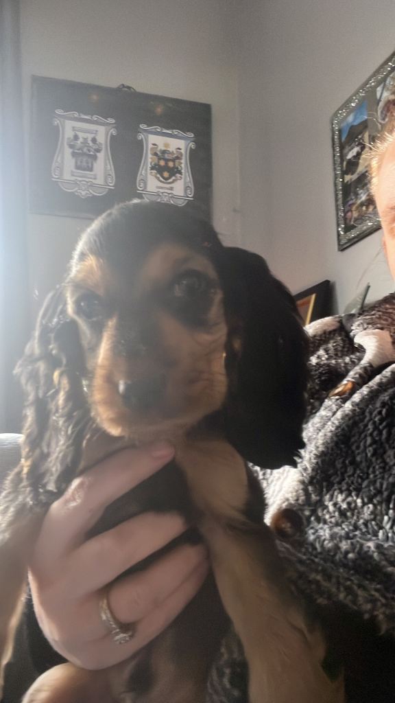 Show cocker * ready now *