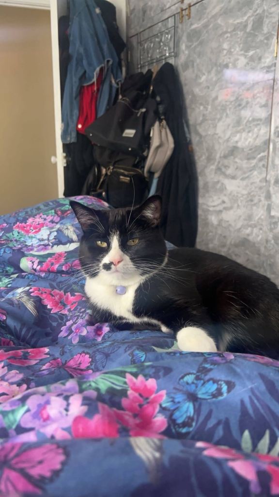 Cat for Sale Needs a Home Urgently  