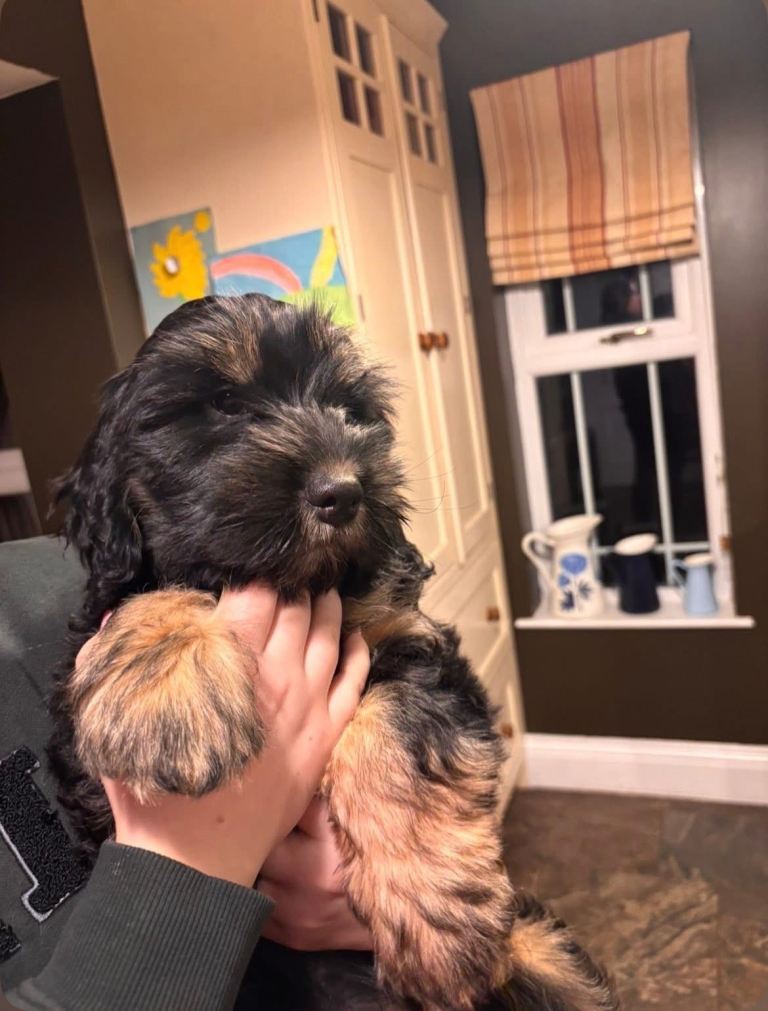 Cocker Spaniel Cross Puppy 