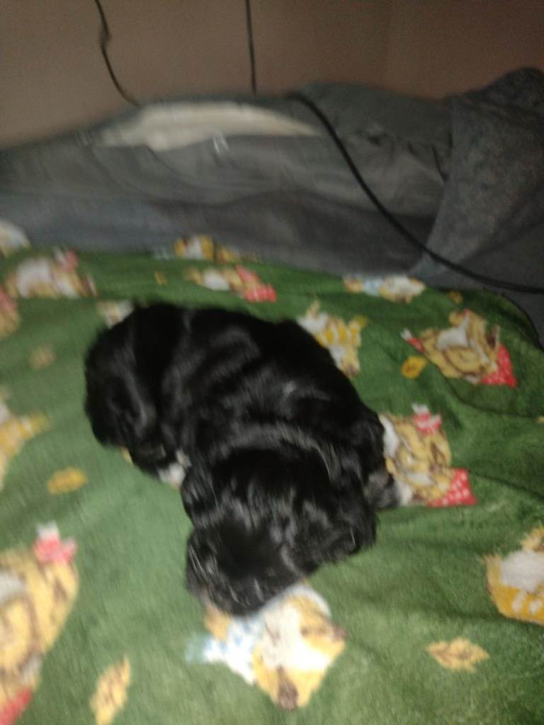 Havanese xmaltese lasapso 