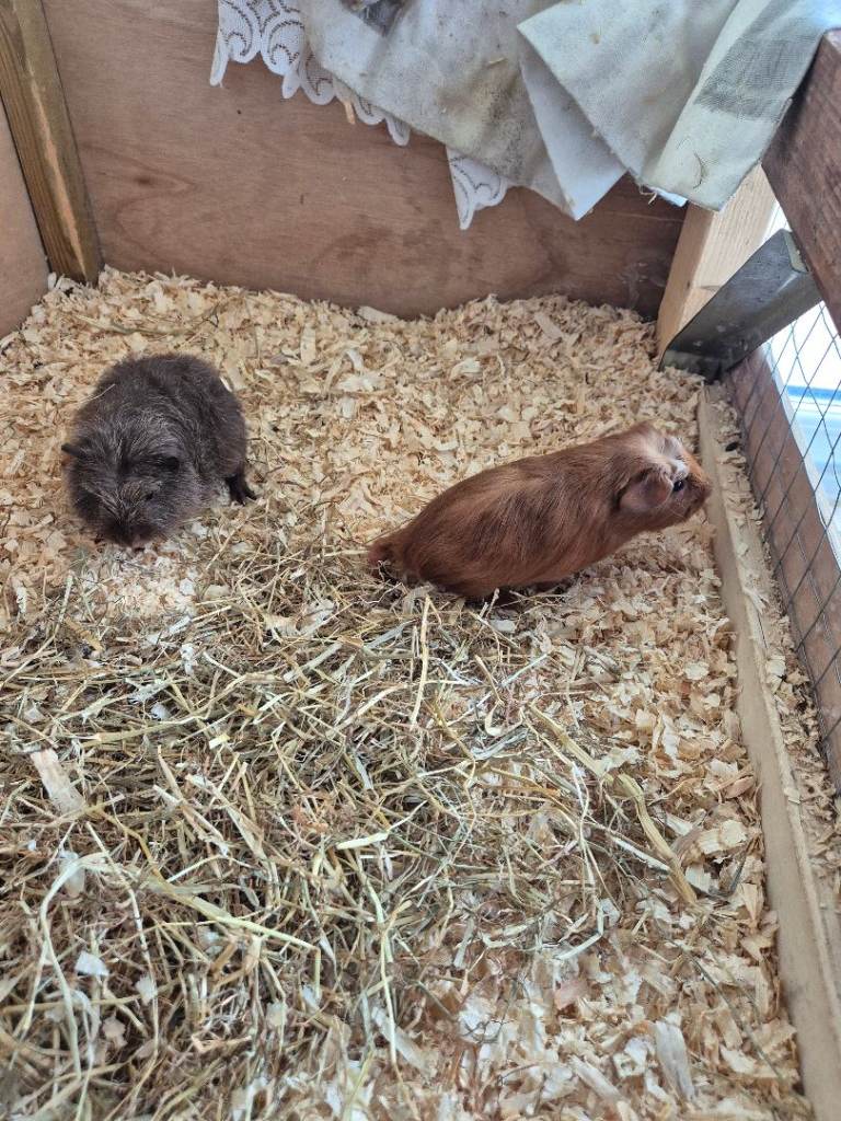 Two boy Guinea-pig 