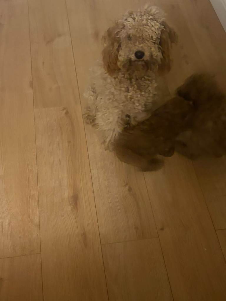 Poodle pups for sale