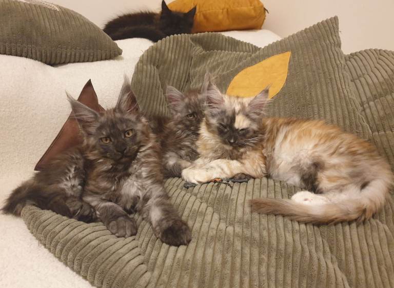 Maine coon kittens 