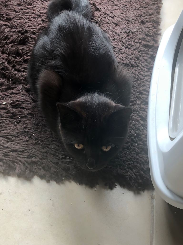 Black female kitten looking for a loving home