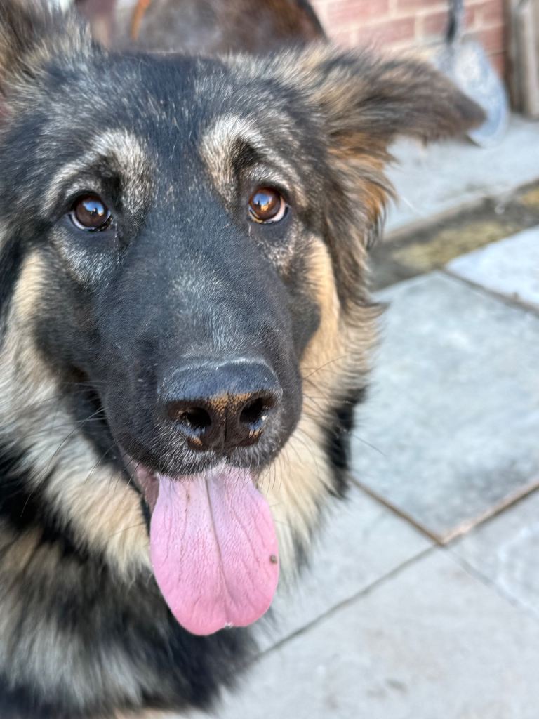 Meet marmalade the German shepherd 
