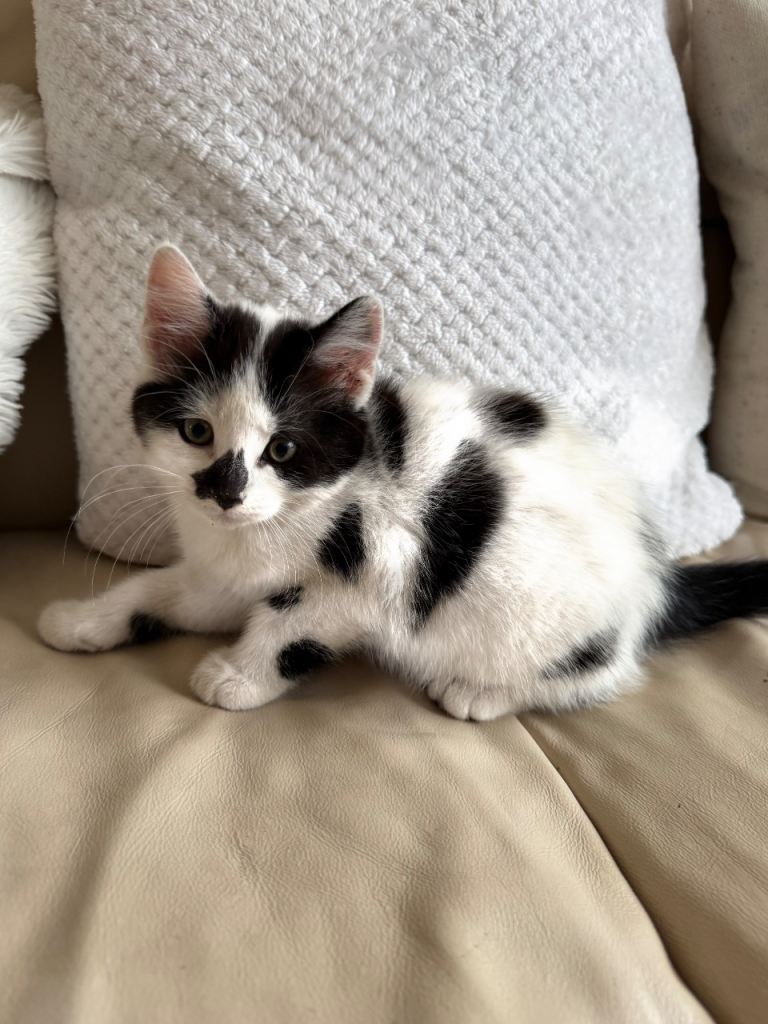 Beautiful kittens for sale!