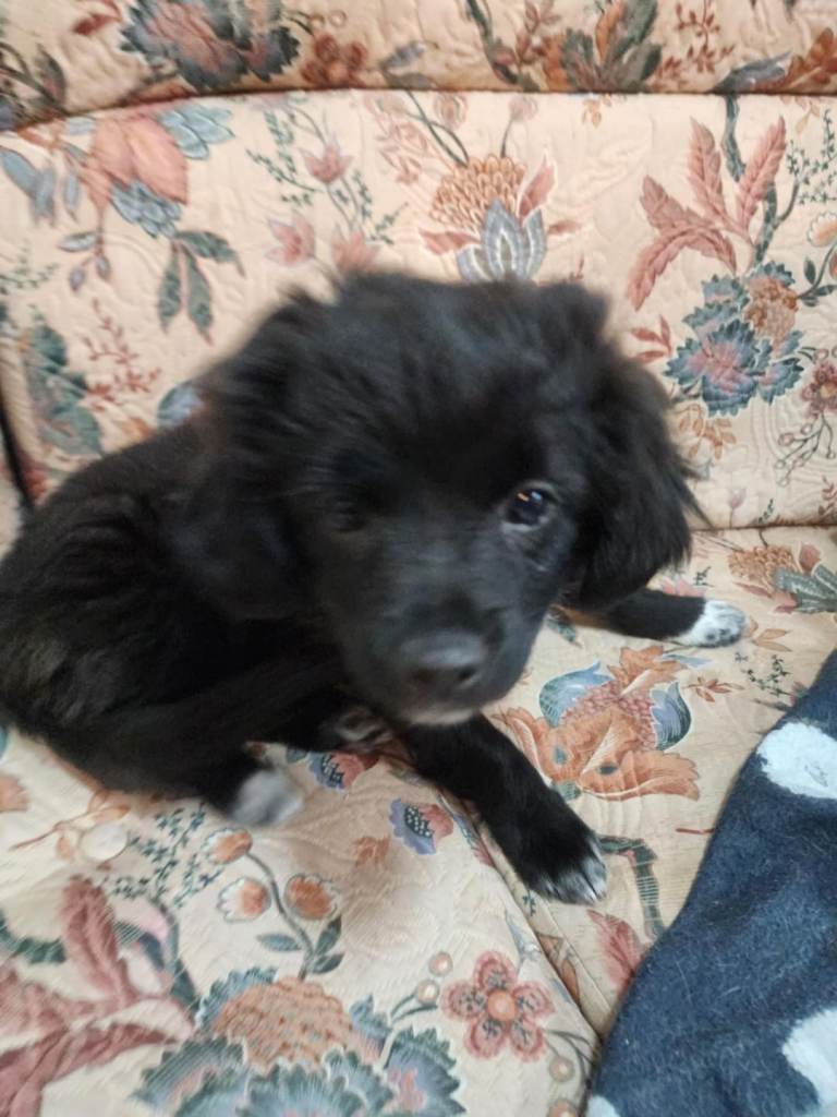Furry puppies looking for new home 