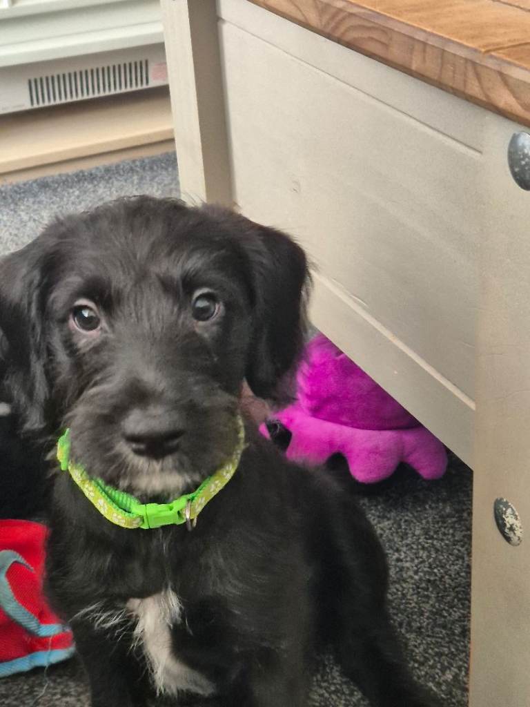 Labradoodle lurcher pups