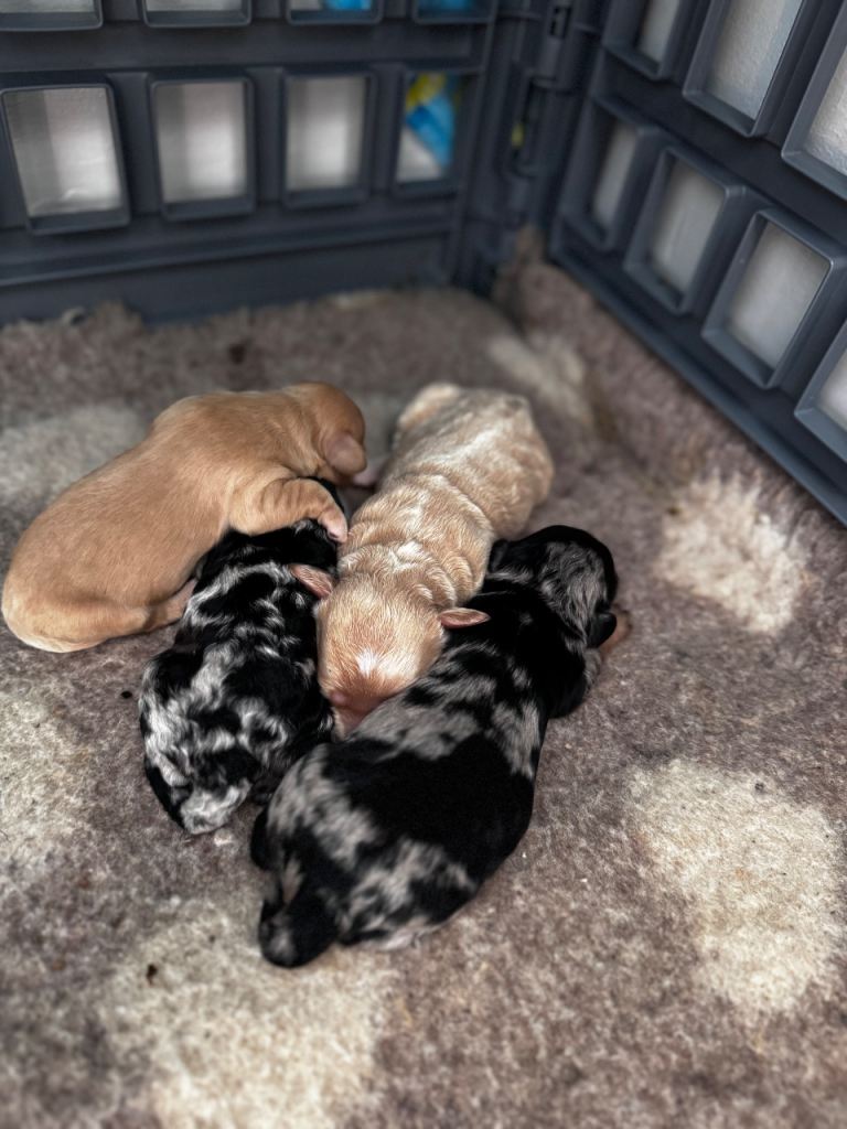 Mini Cockapoo puppies due! 