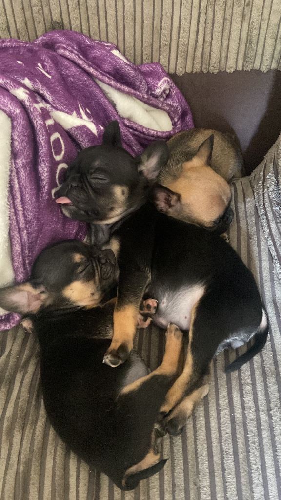 Frug puppies for sale 