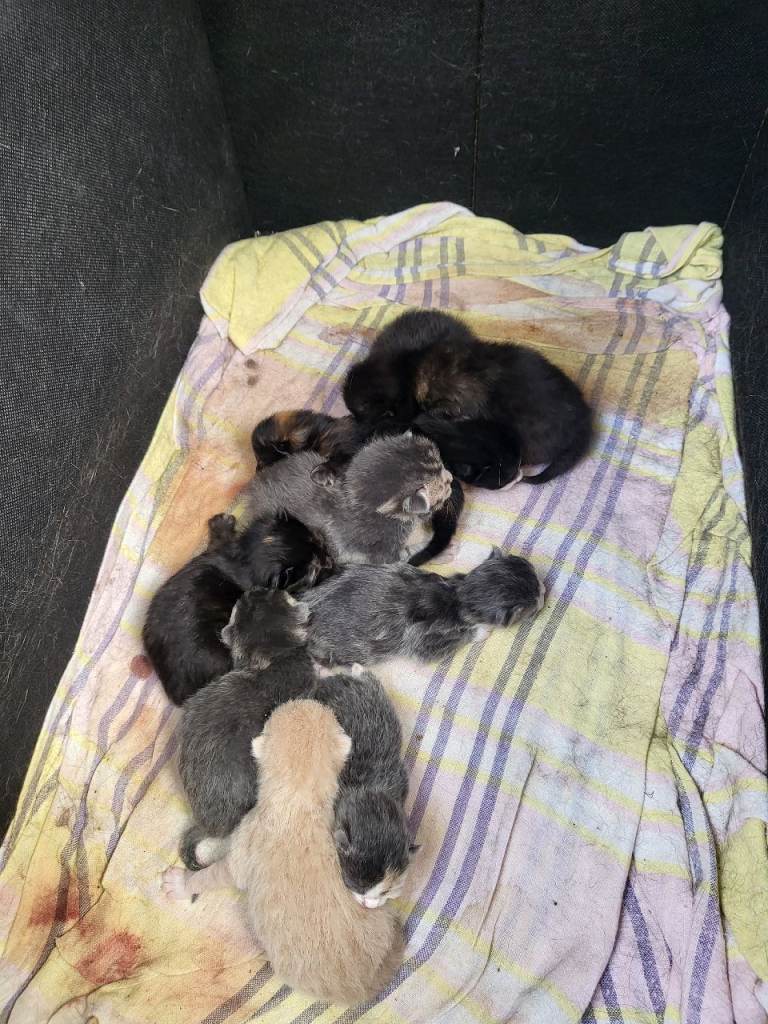 Cute fluffy kittens