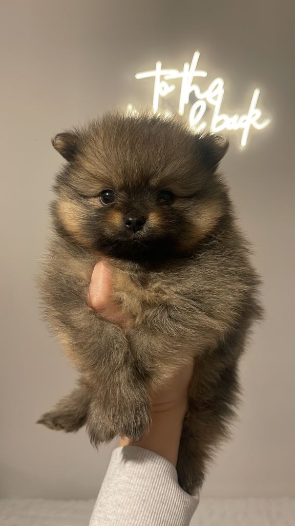 Pomerian puppys