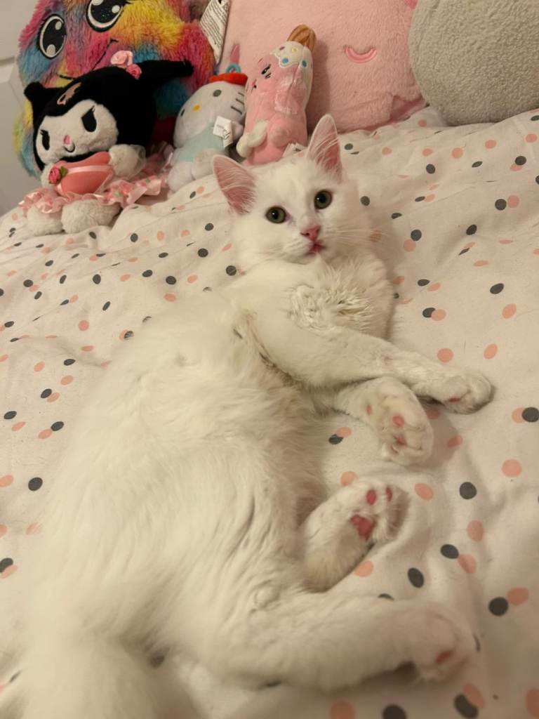 White cute kitten