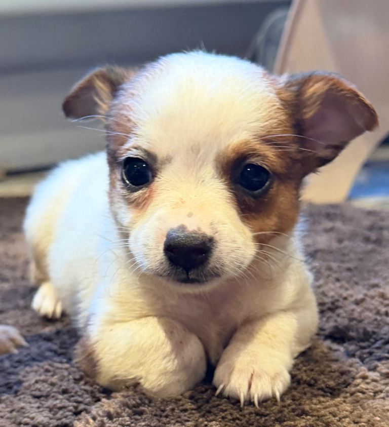 Jack Russle 
