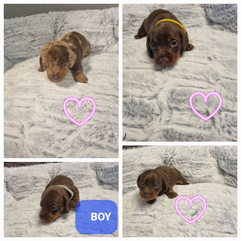 4 minature dashshunds left looking for their forever homes 🏡 