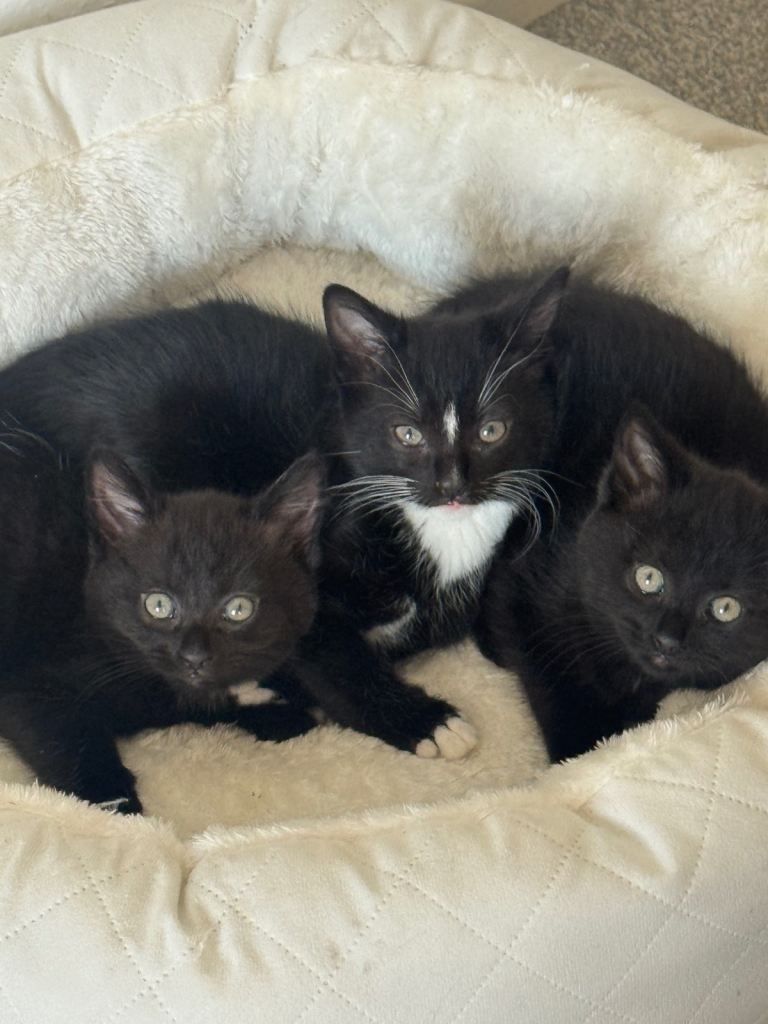 4 cute fluffy friendly kittens 3 boys, 1 girl 