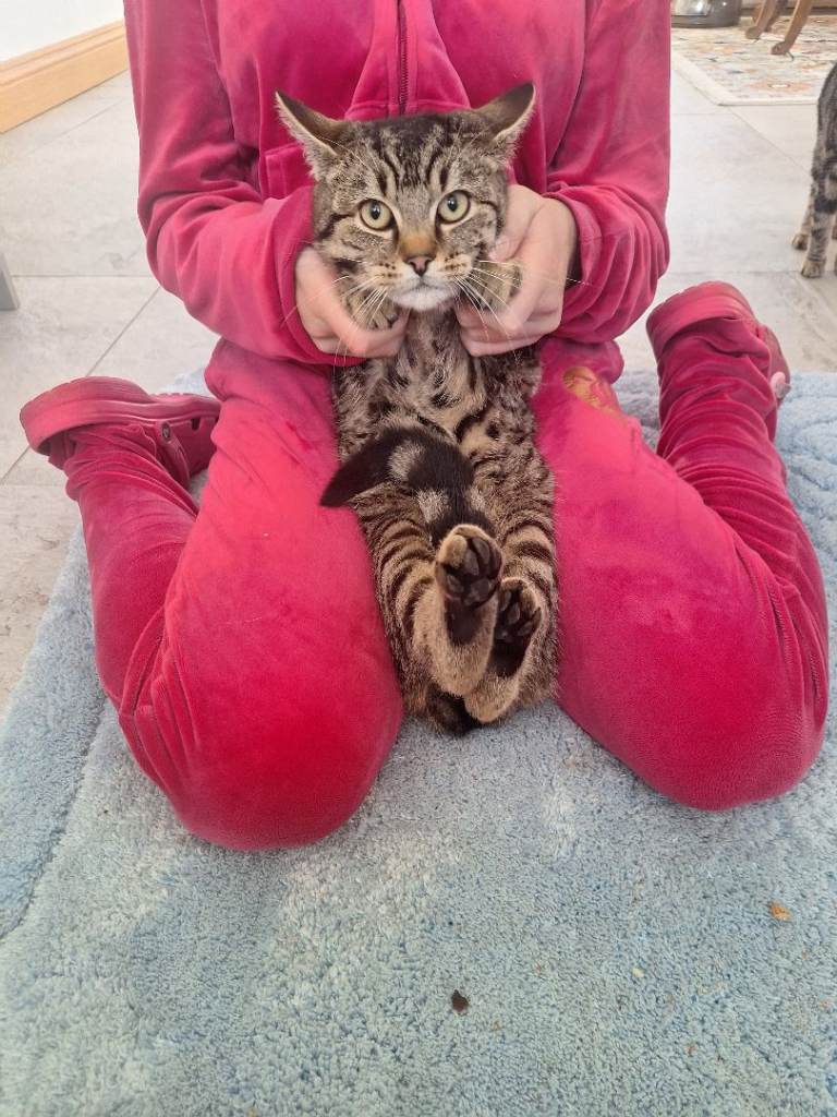 Kittens short haired