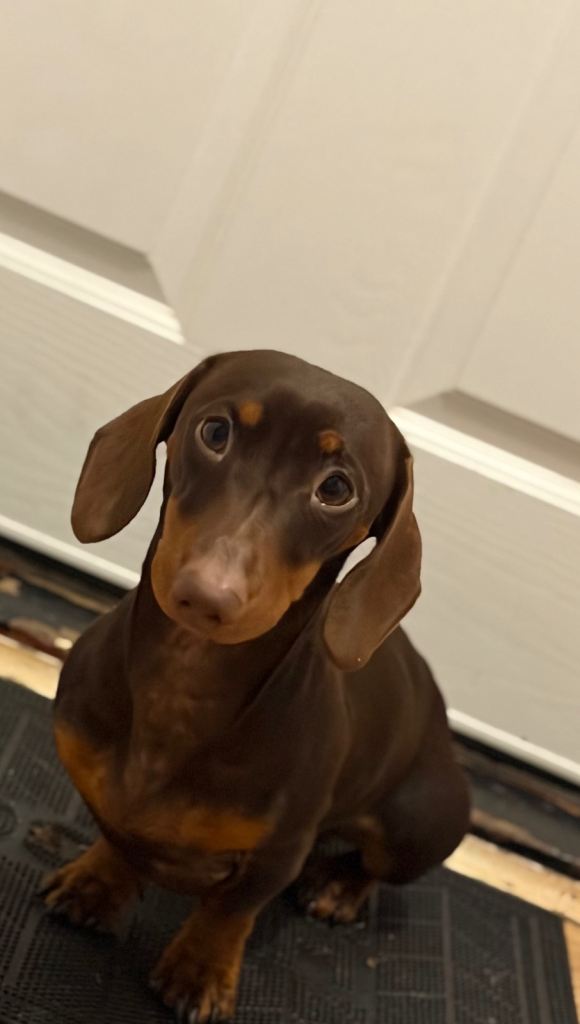 Beautiful 7 month old puppy 